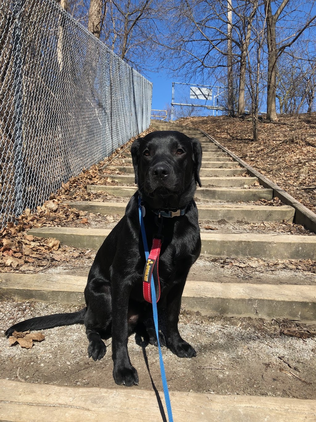 Ruff Ranch Kennel | 4441 Perth 107, Gads Hill, ON N0K 1J0, Canada | Phone: (519) 703-8241