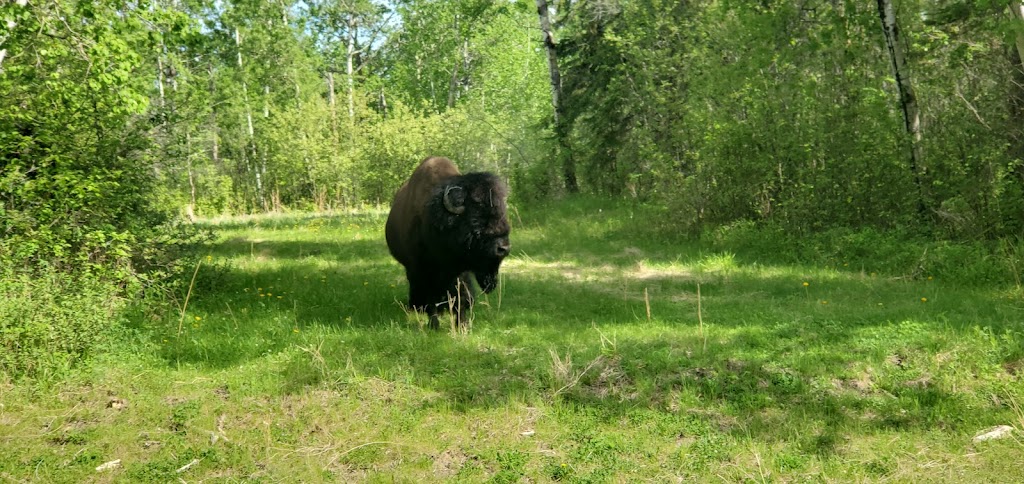 Elk Island Golf Course | Range Road 202A 11km south of Range Road 550, Elk Island, AB T0B 2R0, Canada | Phone: (780) 998-3161