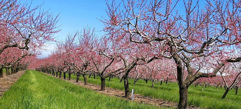 Lakelee Orchards | 4452 Thirteenth St, Jordan Station, ON L0R 1S0, Canada | Phone: (905) 562-4850