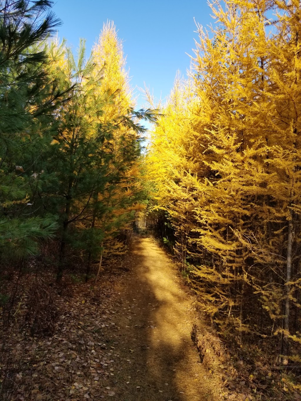 Boisé du Plan Bouchard | Plan-Bouchard, Blainville, QC J0N 1H0, Canada