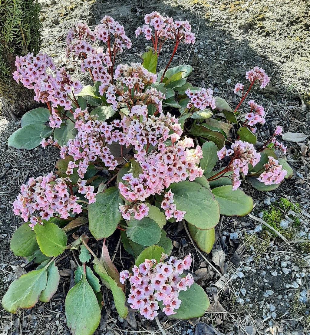 Sekhon & Sons Nursery dba Piroche Plants | 20542 McNeil Rd, Pitt Meadows, BC V3Y 2T9, Canada | Phone: (604) 465-7101