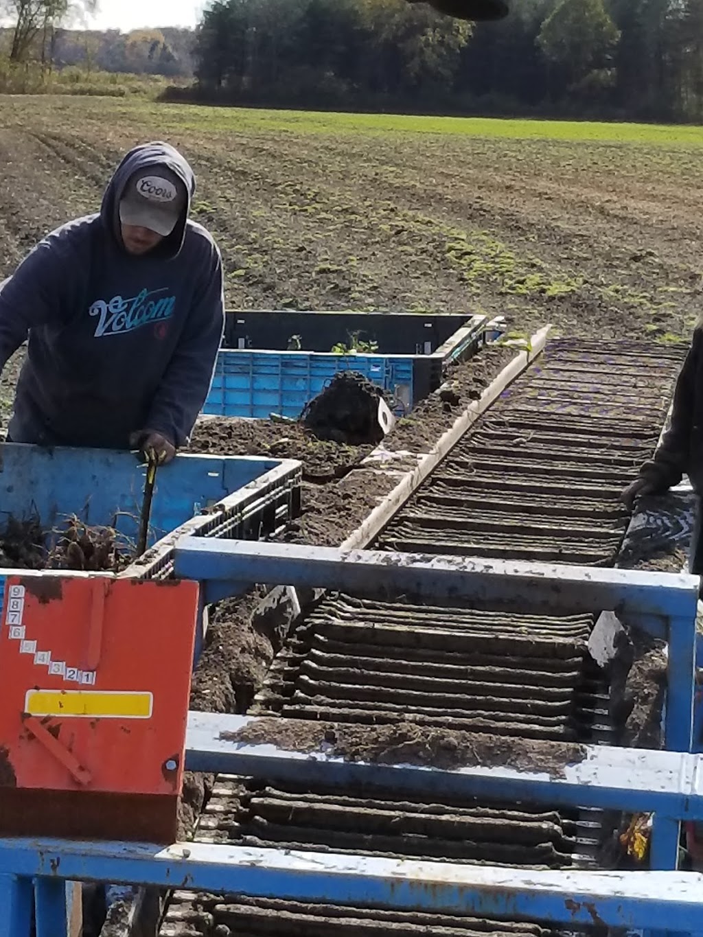 Creekside Growers | 692 Windham Road 11 RR2, Delhi, ON N4B 2W5, Canada | Phone: (905) 746-9253