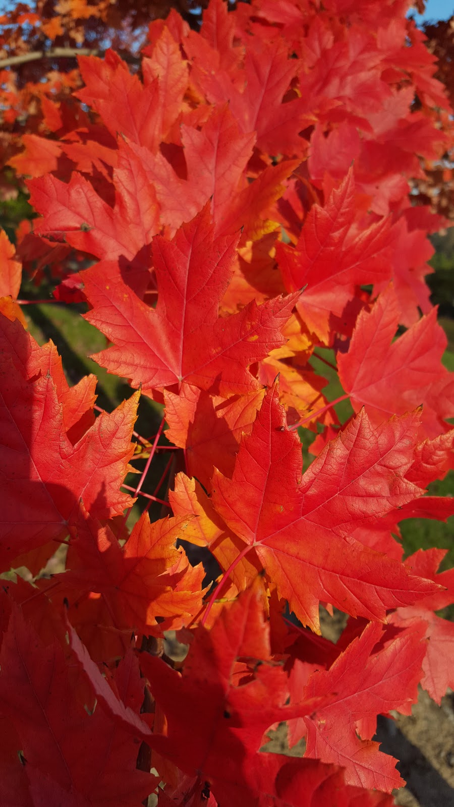 Maple Leaf Artisans | 38 Concession Rd, Fenelon Falls, ON K0M 1N0, Canada | Phone: (705) 879-5489