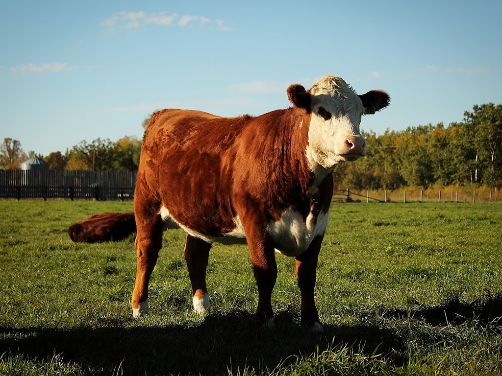 Acorn Ridge Polled Herefords | 27043 Rd 31N, Kleefeld, MB R0A 0V0, Canada | Phone: (204) 381-0721