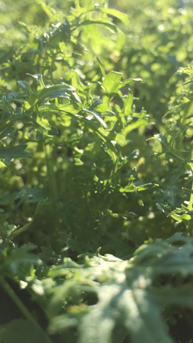 Aslan Organics | 3832 Michigan Line, Camlachie, ON N0N 1E0, Canada | Phone: (226) 886-2510