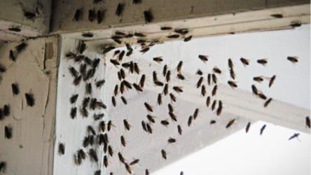 Mikes Wildlife Services and Pest Control | 15 Cedar Ridge Dr, Seagrave, ON L0C 1G0, Canada | Phone: (416) 791-8483