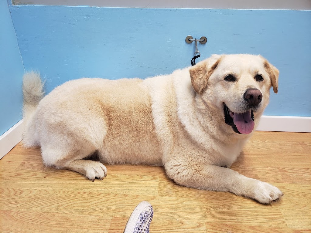 Stinky K9 Spa | 10221 Wilson St, Triple Creek Estates, Park Crescent Unit 70, Mission, BC V4S 1L8, Canada | Phone: (604) 764-5707