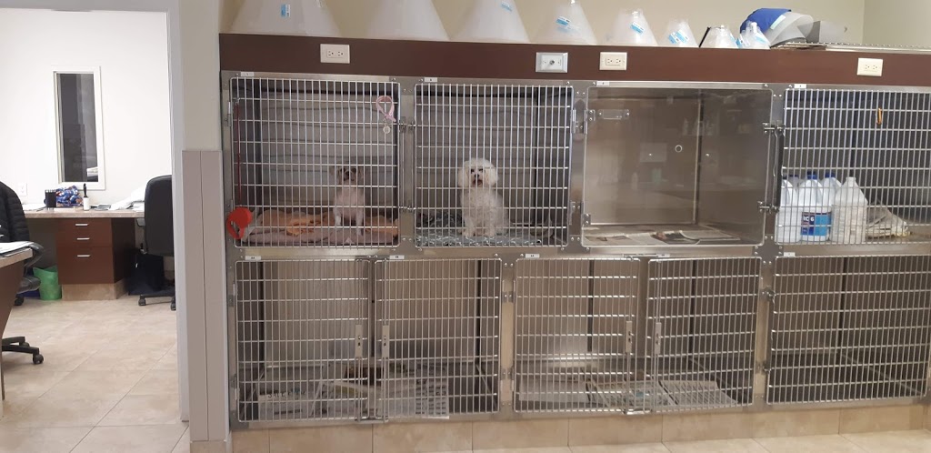 Wilsons Animal Hospital | 105 Hartzel Rd, St. Catharines, ON L2P 1N2, Canada | Phone: (905) 682-7857