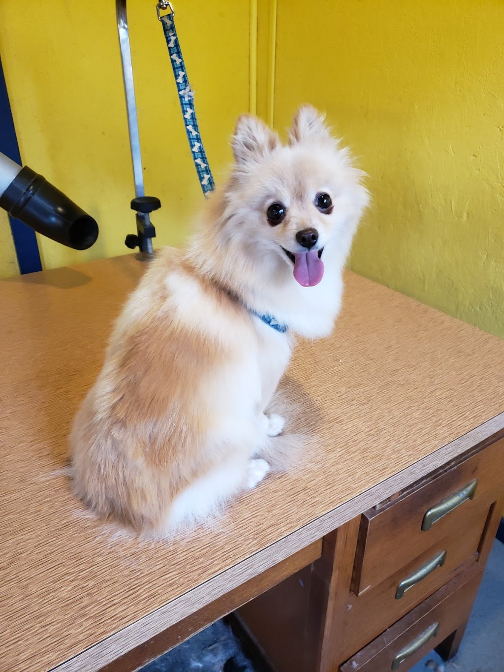 PawsAtively Divine Pet Grooming | 136 NB-121, Bloomfield, NB E5N 7V1, Canada | Phone: (506) 653-7393