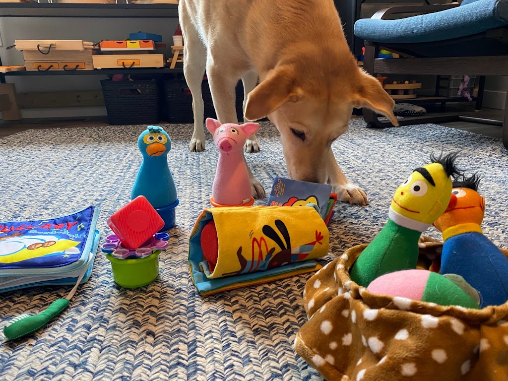 Puzzle Dog | 37 Lakewood Drive Extension, Newport, NS B0N 2A0, Canada | Phone: (902) 229-2335