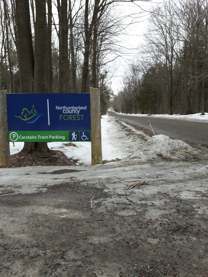 Carstairs Tract, Northumberland County Forest | 1270-1296 Bowmanton Rd, Roseneath, ON K0K 2X0, Canada | Phone: (905) 372-3329 ext. 2303