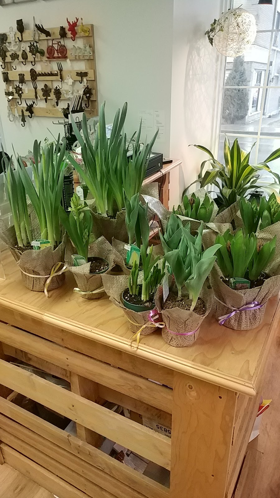 Fleuriste Beauharnois | 124 Rue Saint Laurent, Beauharnois, QC J6N 1V9, Canada | Phone: (450) 395-0876