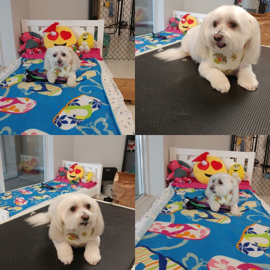Paws In The Sand Dog Grooming | 15505 Marine Dr #104, White Rock, BC V4B 1C9, Canada | Phone: (604) 825-0063