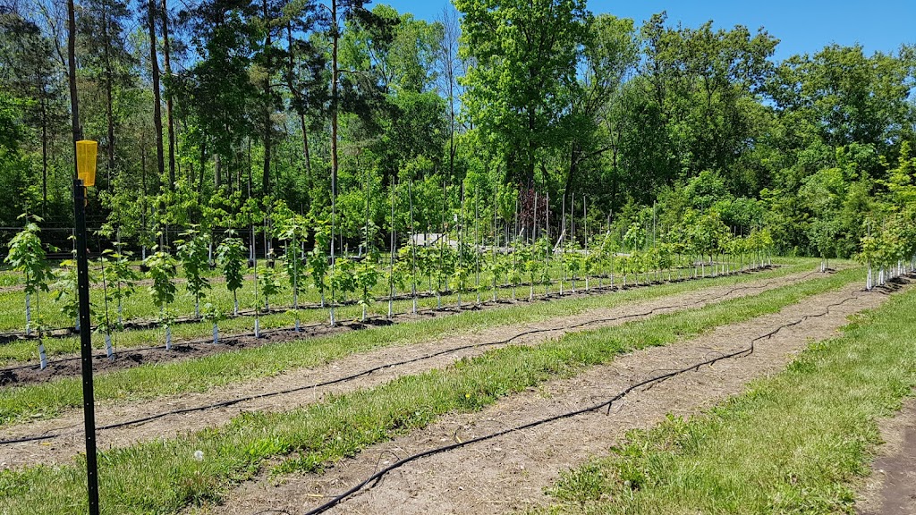 Weese Tree Preservation and Weese Nurseries | 541A S Shore Rd, Napanee, ON K7R 3K7, Canada | Phone: (613) 352-5988
