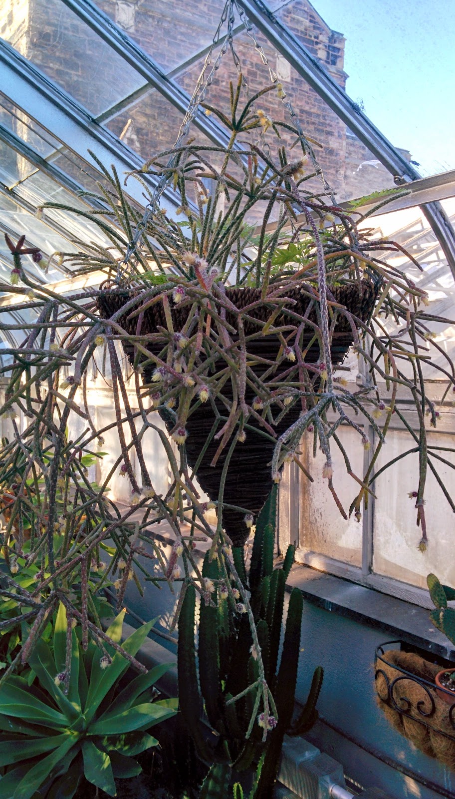 Westmount Conservatory and Greenhouses | 4626 Rue Sherbrooke O, Westmount, QC H3Z 2Z8, Canada | Phone: (514) 989-5230
