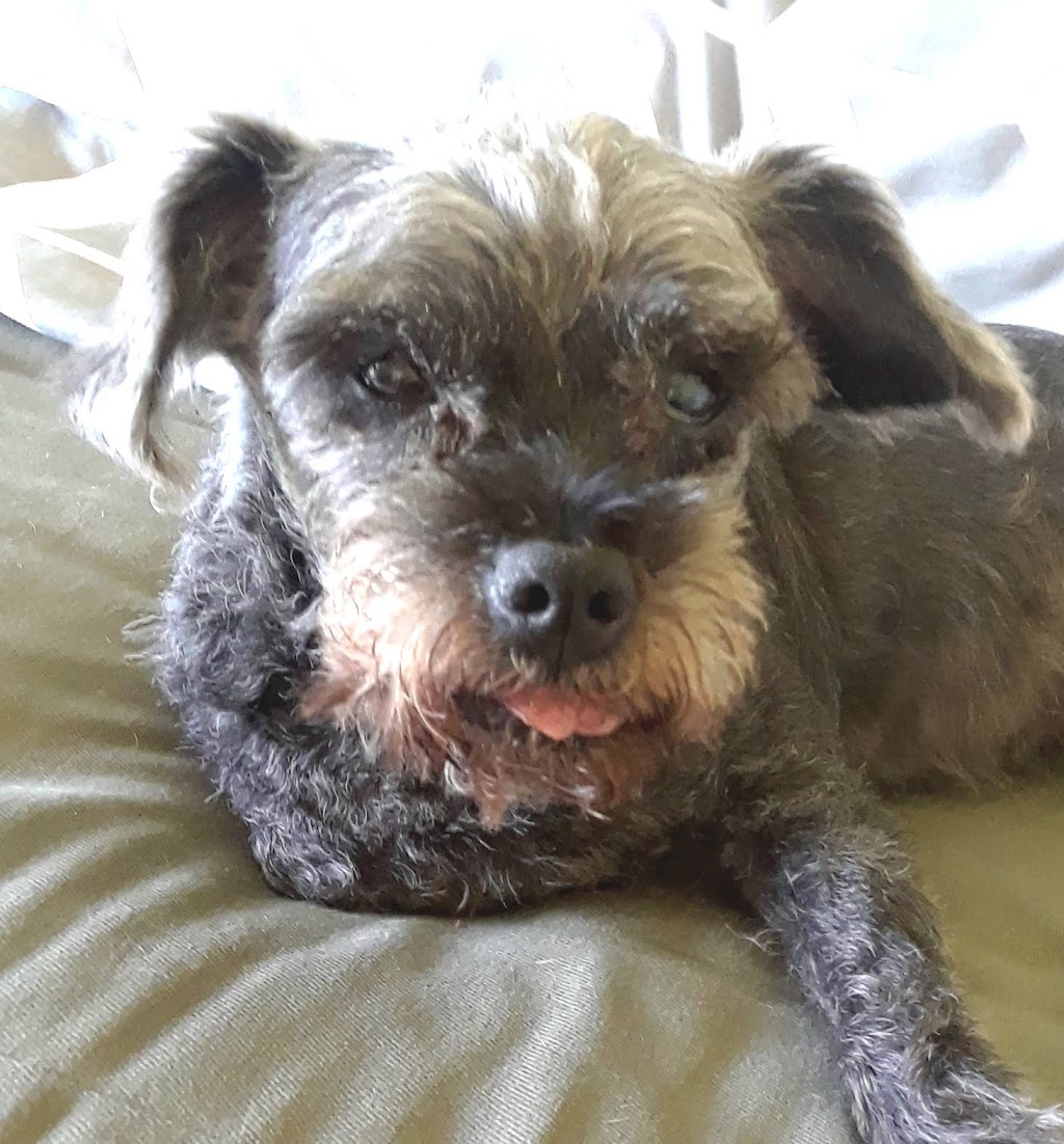 Stouffville Veterinary Clinic | 6601 Main St Unit 9, Whitchurch-Stouffville, ON L4A 6A9, Canada | Phone: (905) 640-1641