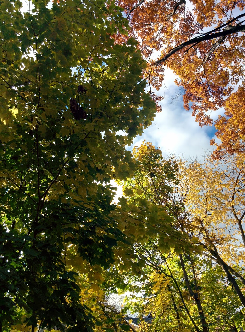 Cairns Avenue Parkette | 93 Cairns Ave, Toronto, ON M4L 1X6, Canada | Phone: (416) 338-4386