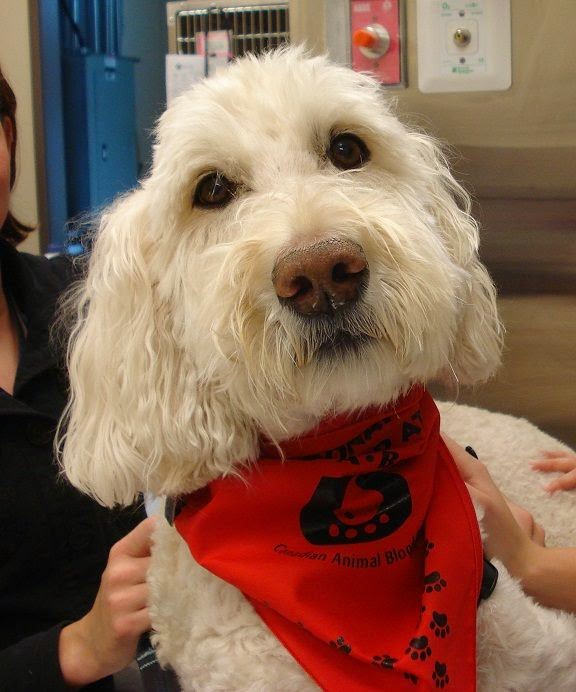 Canadian Animal Blood Bank | 2055 Notre Dame Ave, Winnipeg, MB R3H 0J9, Canada | Phone: (204) 632-2586