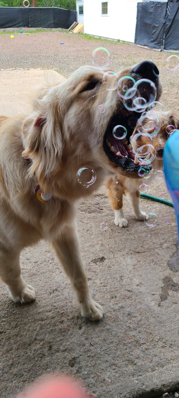 Gardierie Dieppe Doggy Daycare | 675 Babin St, Dieppe, NB E1A 5M7, Canada | Phone: (506) 381-0099
