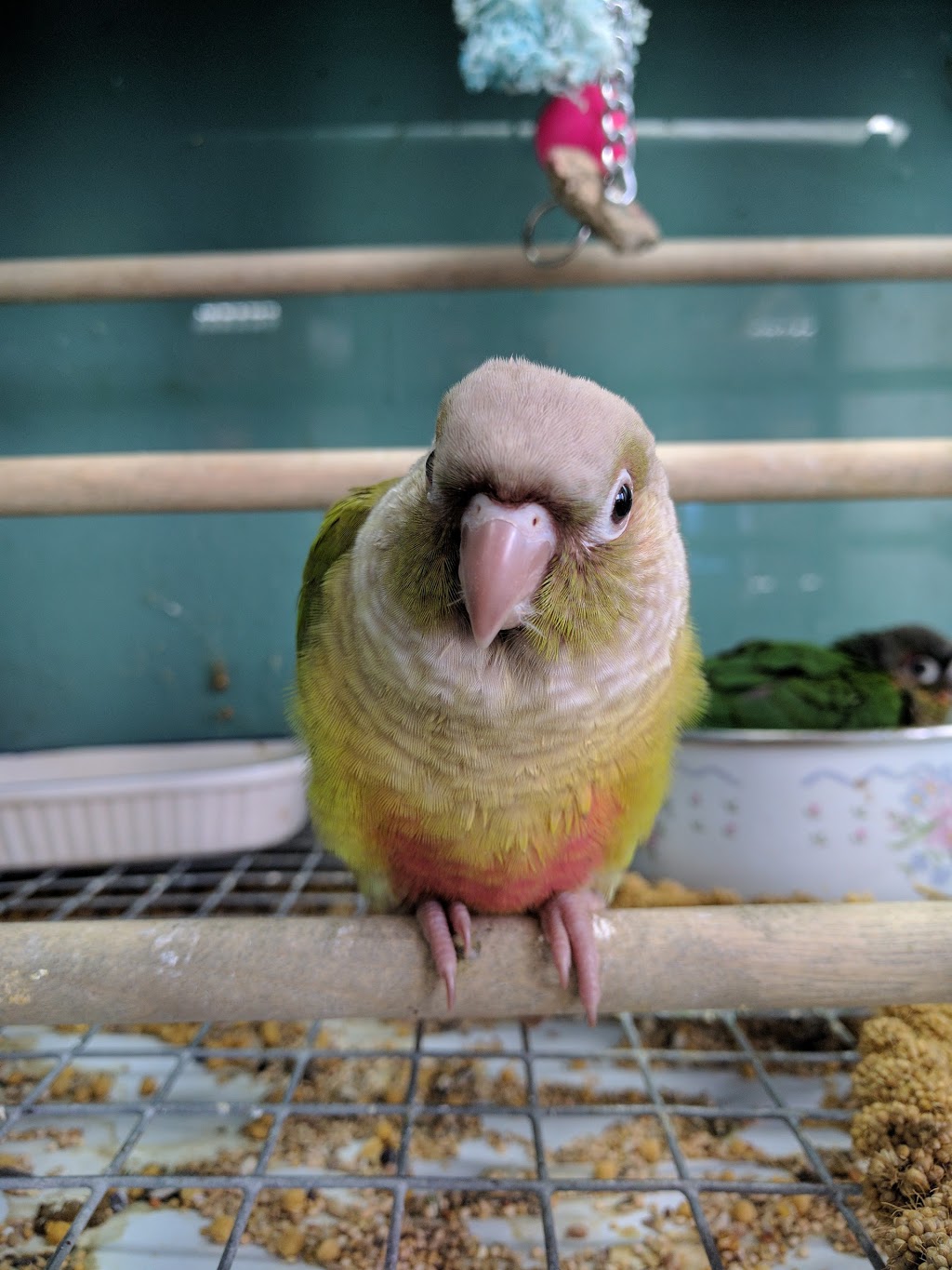 Central Pet Oshawa | 1100 Simcoe St N, Oshawa, ON L1G 4W6, Canada | Phone: (905) 240-7387