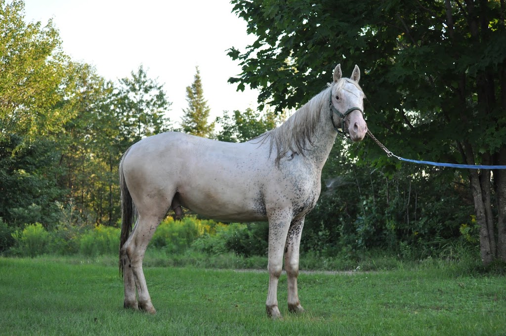 Double L Ranch Appaloosa | 209 Chemin St Patrice, Saint-Raymond, QC G3L 4J4, Canada | Phone: (418) 563-2136