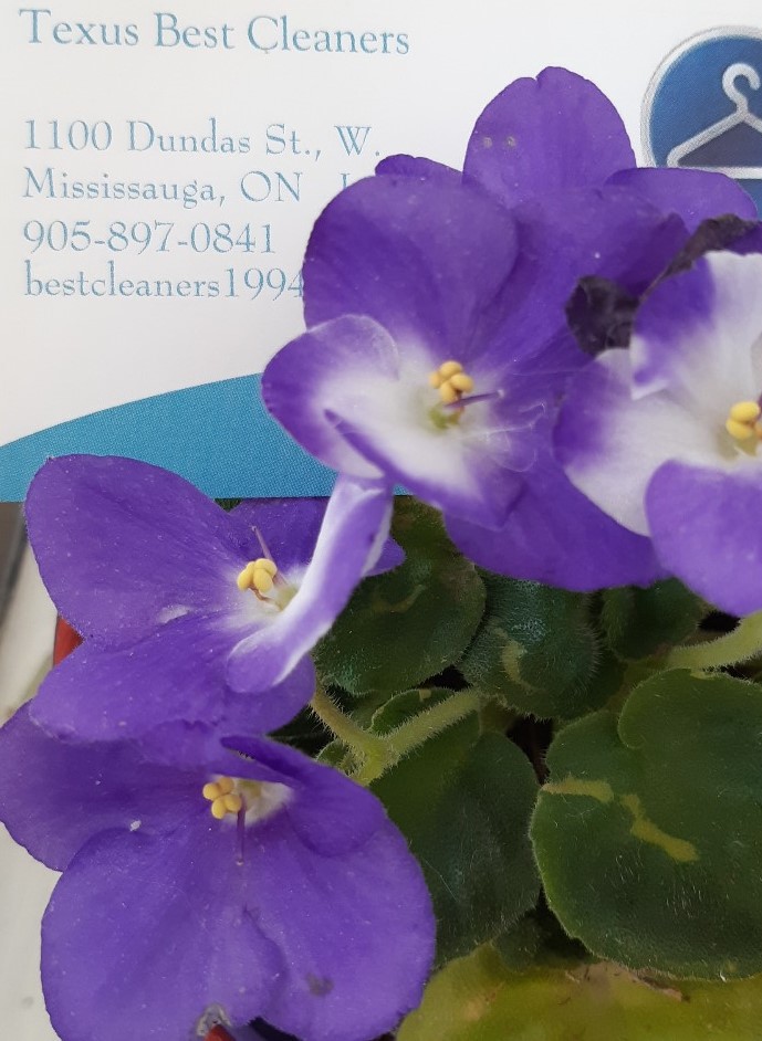 Texus Best Cleaners | 1100 Dundas St W, Mississauga, ON L5C 4E7, Canada | Phone: (905) 897-0841