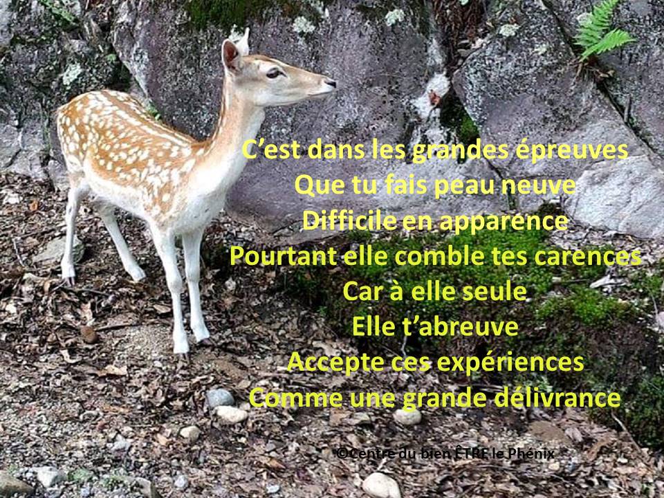 Centre du bien ÊTRE le Phénix | Entrée située sur le côté de la bâtisse, 327 Bd du Curé-Labelle b.305, Fabreville, QC H7P 2P2, Canada | Phone: (514) 803-9017