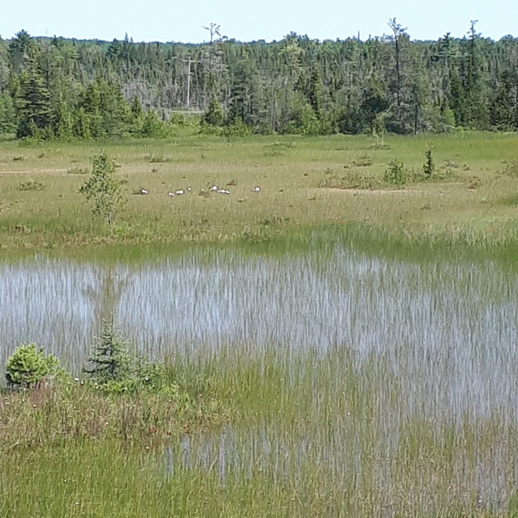Singing Sands Lot | 126 Dorcas Bay Rd, Tobermory, ON N0H 2R0, Canada | Phone: (519) 596-2233
