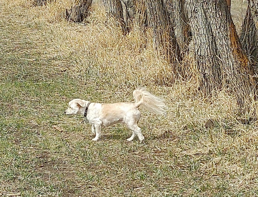 Pawsitively Wild N Free | W648+Q4, Indus, AB T1X 0H7, Canada | Phone: (403) 701-6323