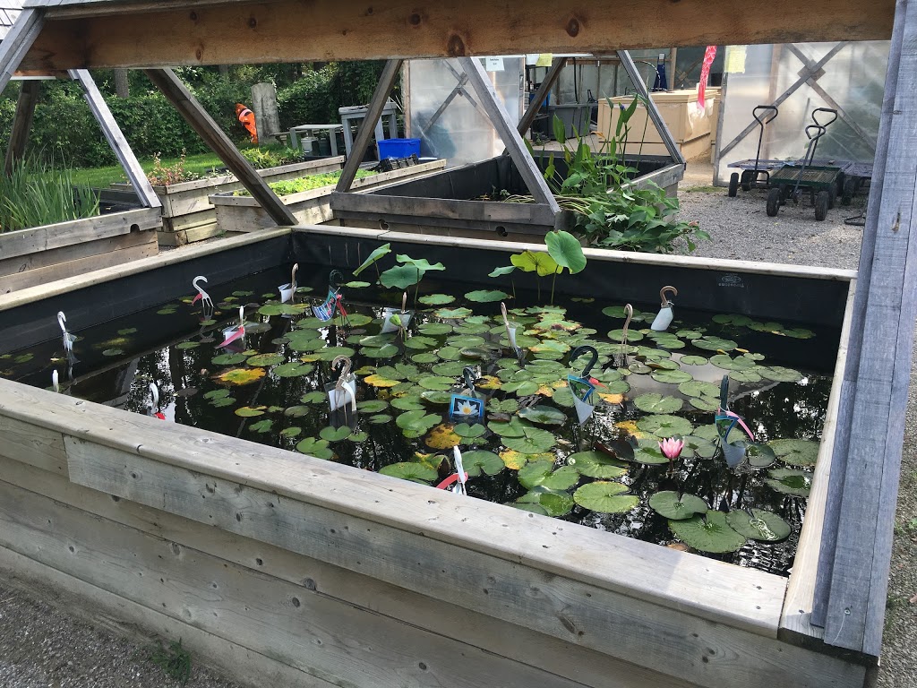 My Koi Water Gardens | 369 Paris Rd, Brantford, ON N3T 5L8, Canada | Phone: (519) 281-6824