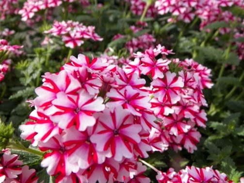 VW Home & Garden Center | 8210 Portal Way, Blaine, WA 98230, USA | Phone: (360) 366-3906