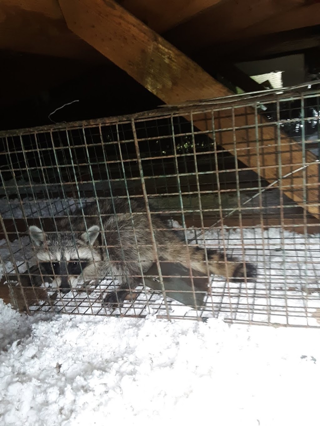24/7 Wildlife Removal Toronto | 46 Rivercove Dr, Toronto, ON M9B 4Y9, Canada | Phone: (647) 362-9180