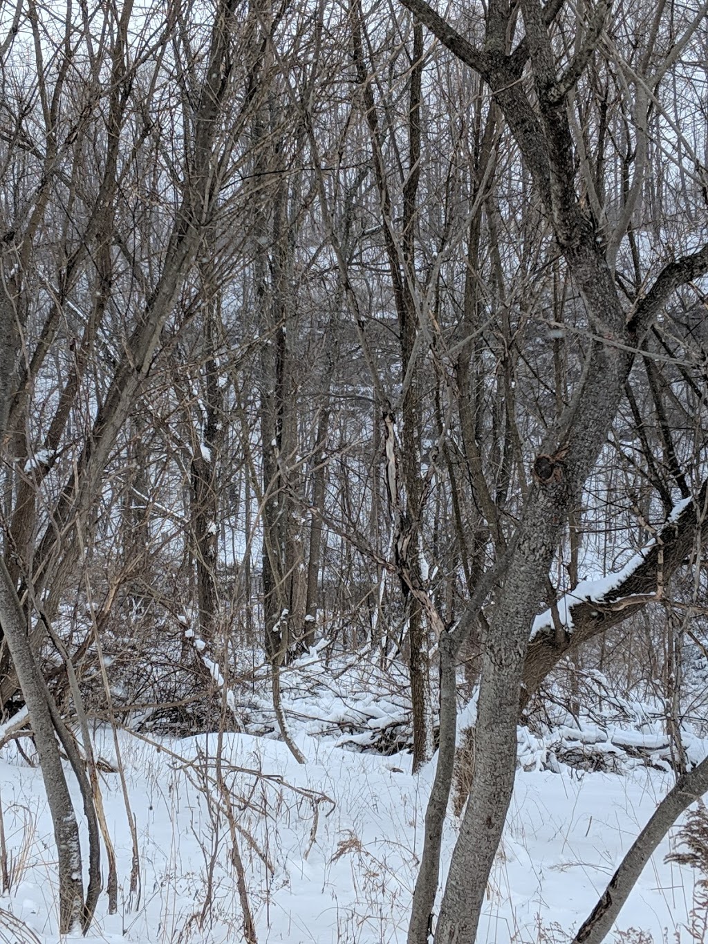 Clarence Escarpment Sanctuary | 9575 Greiner Rd, Clarence, NY 14031, USA | Phone: (716) 741-8927