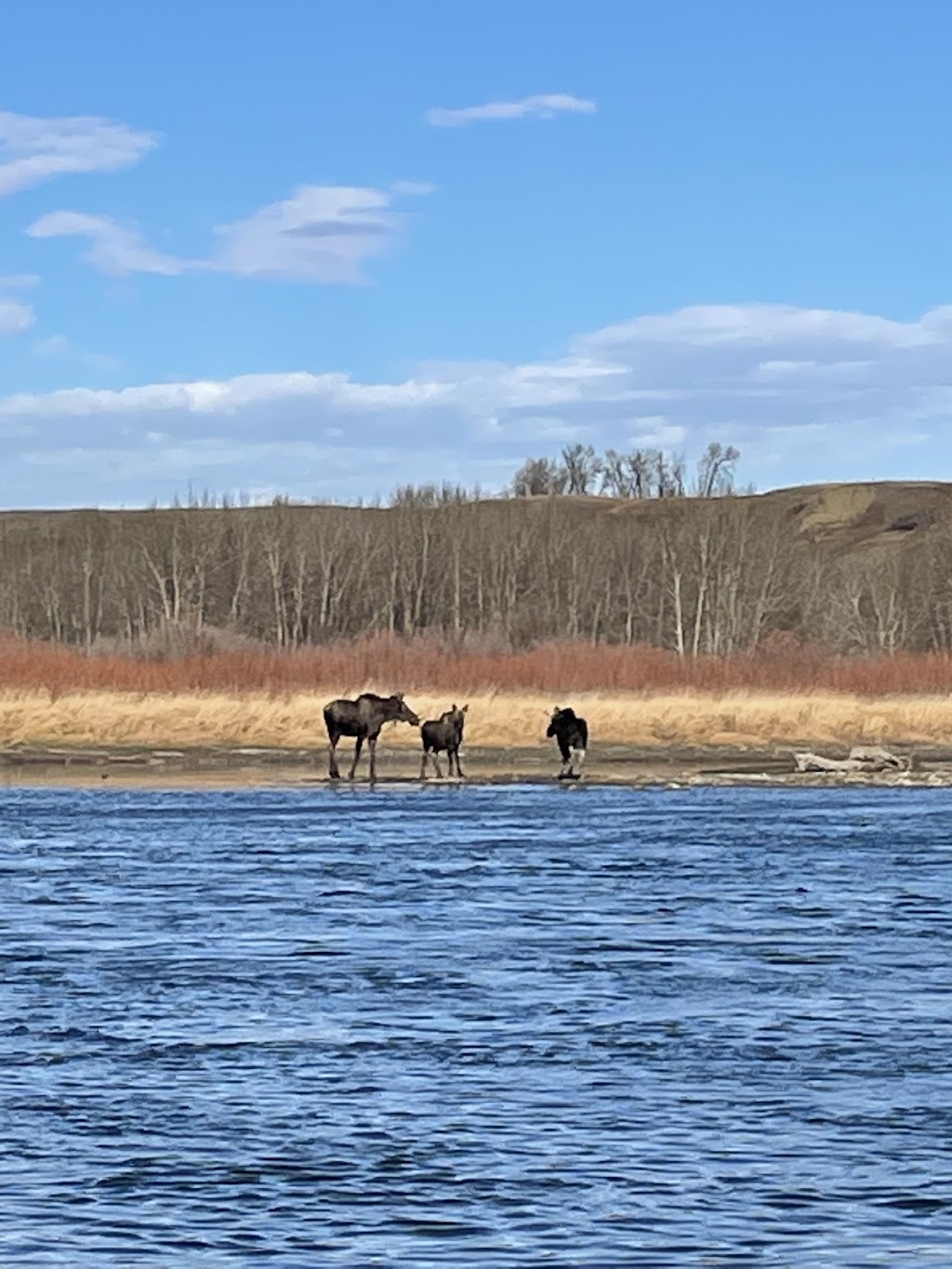 Squatchy Waters Fly Fishing Inc | 92 Cranbrook Pl SE, Calgary, AB T3M 1S5, Canada | Phone: (403) 869-4948