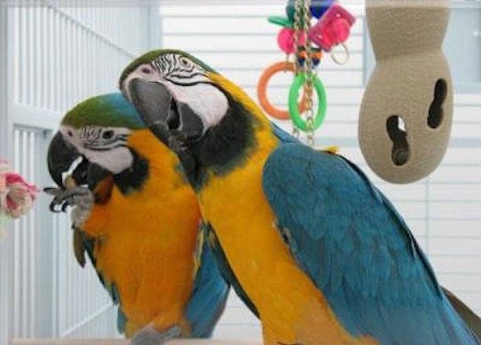 Canadian Parrot | Box 73, Site 15, RR1, Strathmore, AB T1P 1J6, Canada | Phone: (587) 333-5337