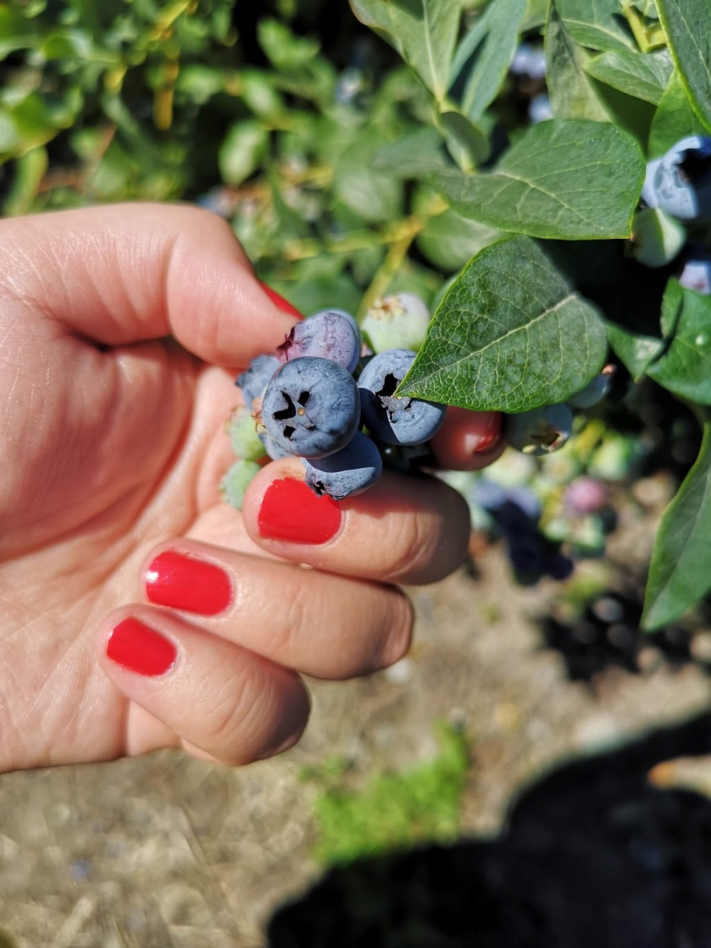 Twin berry - NRK Sahota Blueberry Farms Ltd | 19478 Old Dewdney Trunk Rd, Pitt Meadows, BC V3Y 2S1, Canada | Phone: (778) 658-0406