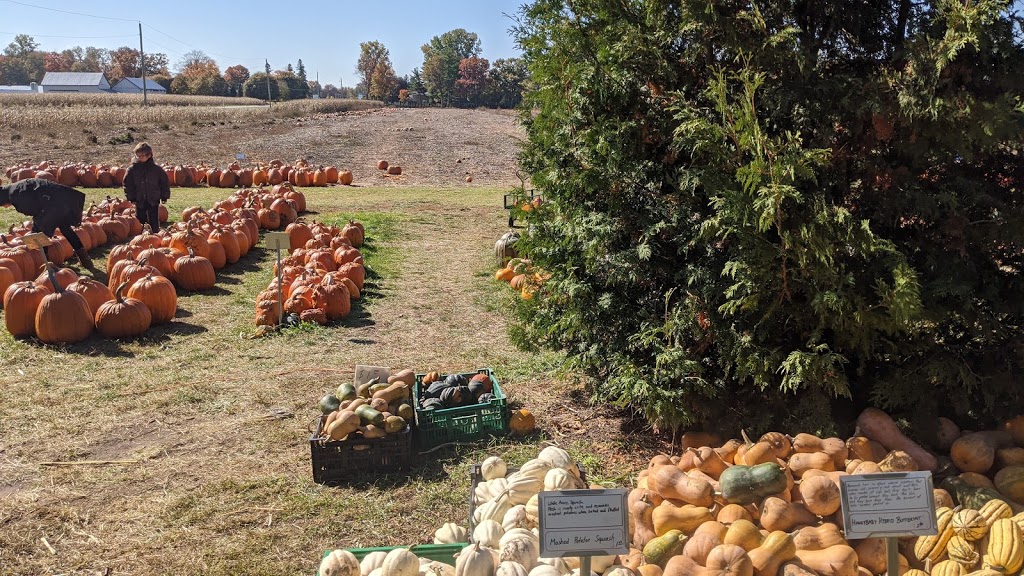 Andy & Maria Noorenberghe Farm | 8934 Glendon Dr, Mount Brydges, ON N0L 1W0, Canada | Phone: (519) 264-2969