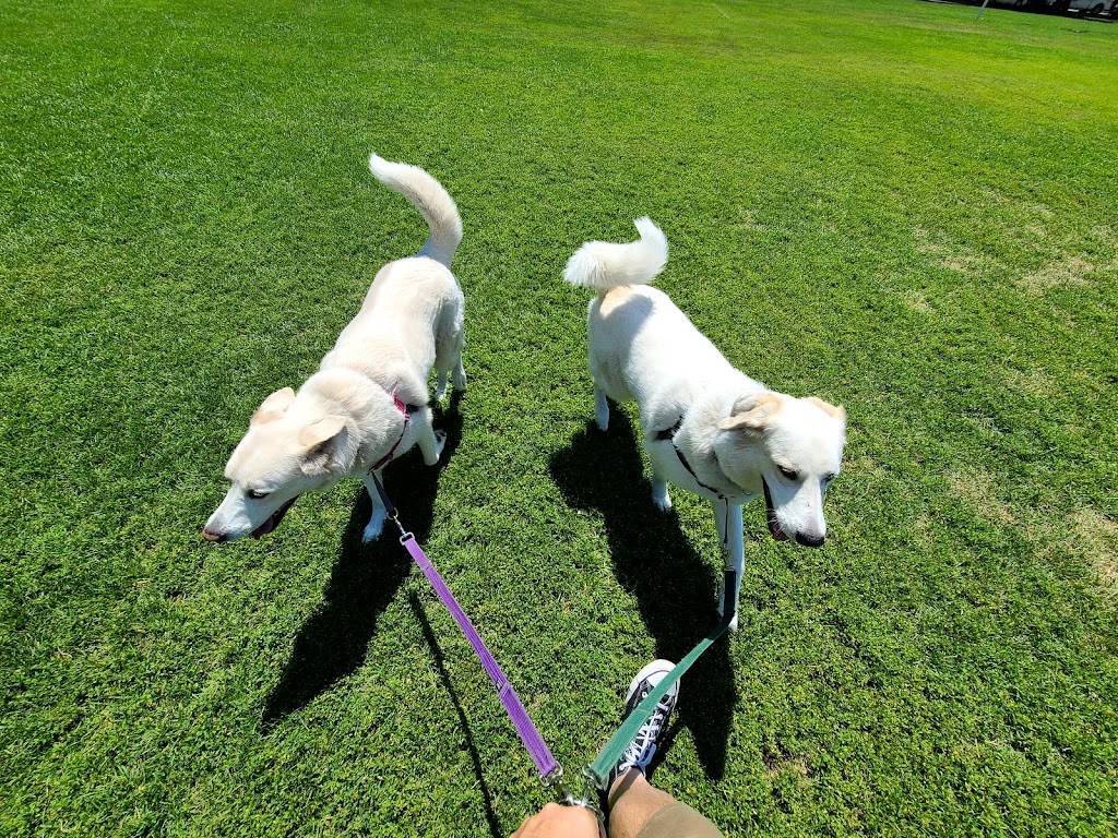 Snouts Out Dog Walking & Boarding | East York, Toronto, ON M4C 3Y7, Canada | Phone: (416) 489-4003