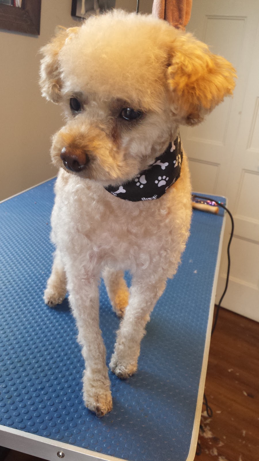 Toilettage woof-woof | St Michel, Magog, QC J1X 4H6, Canada | Phone: (819) 769-0811