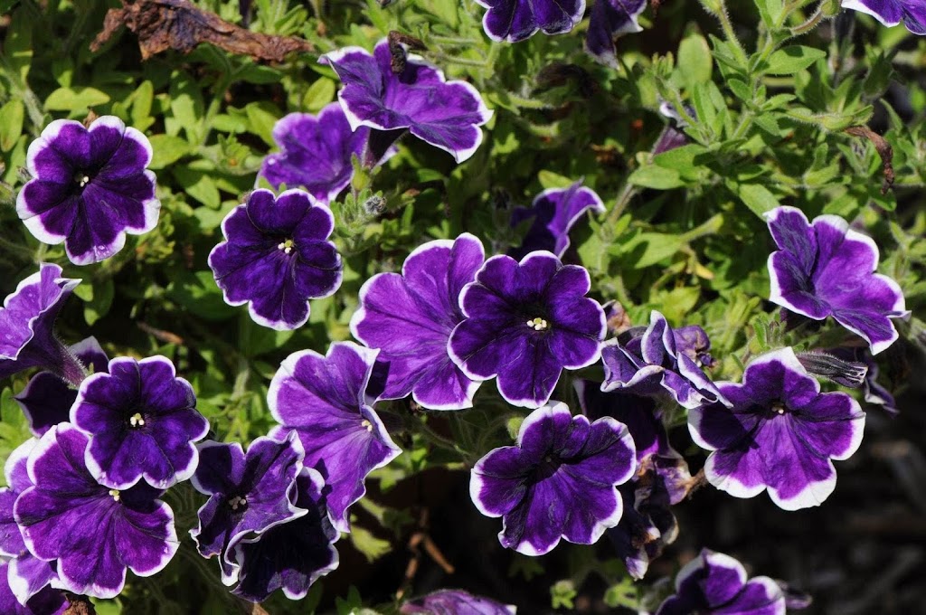 Les fleurs de lîle | 2250 Chemin Royal, Sainte-Famille, QC G0A 3P0, Canada | Phone: (418) 829-0344