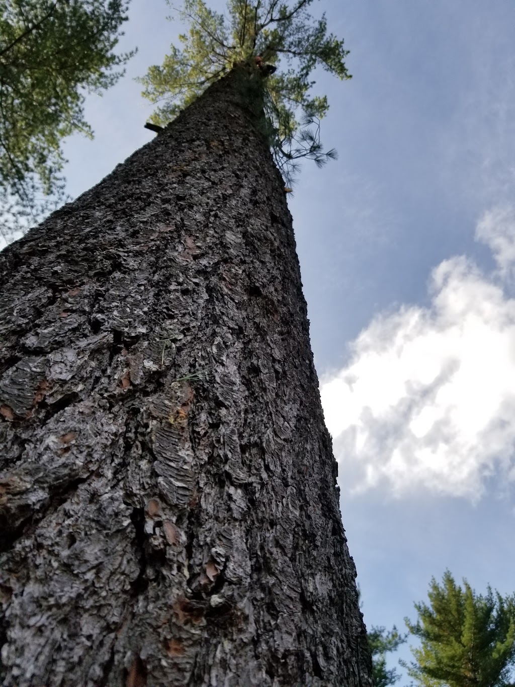 Ascension Arboriculture Elagage | 5941 Rue Lakeview, Rawdon, QC J0K 1S0, Canada | Phone: (514) 686-8011