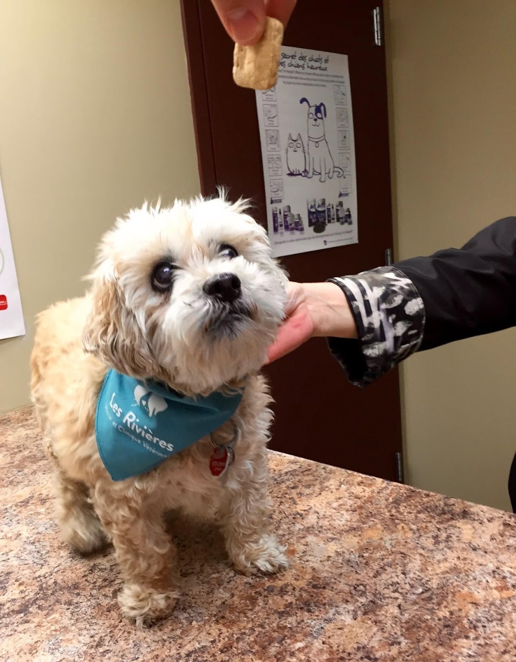 Hôpital Vétérinaire Les Rivières Inc | 5845 Boulevard des Chenaux, Trois-Rivières, QC G8Y 5V7, Canada | Phone: (819) 694-7300