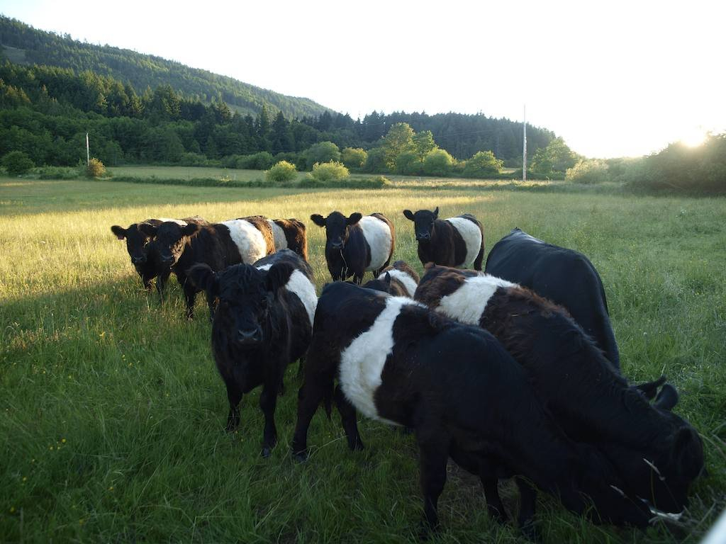 Night Owl Farm | 2100 Fulford-Ganges Rd, Salt Spring Island, BC V8K 1Z7, Canada | Phone: (250) 653-9147
