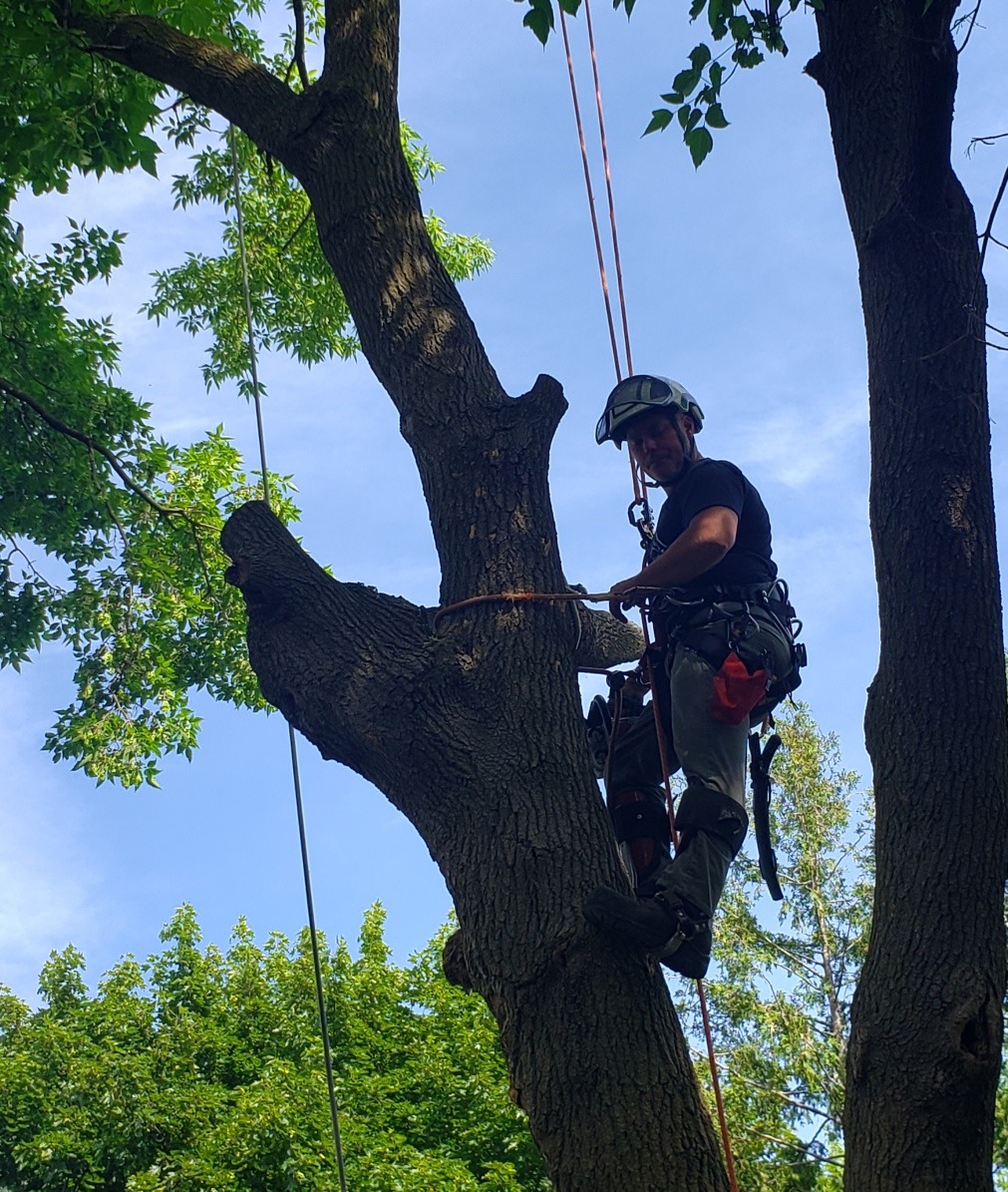 The Healthy Tree - Tree Removal | 514 John St, Dunnville, ON N1A 2R4, Canada | Phone: (905) 220-9170