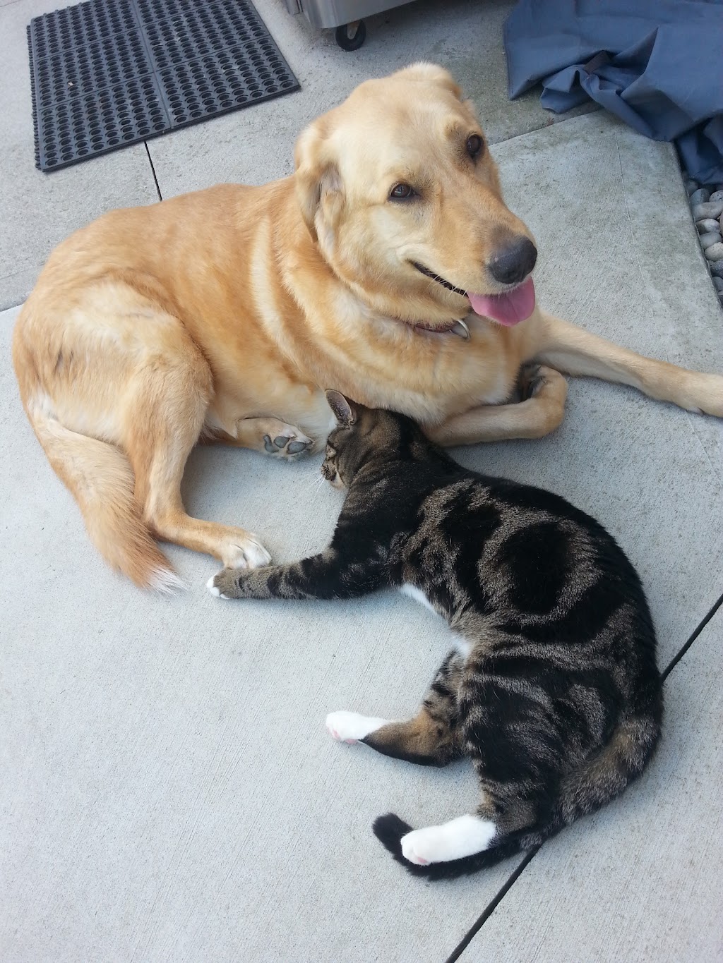 Purrs & Wags Professional Pet Care | 1964 Main St W, Hamilton, ON L8S 1J5, Canada | Phone: (905) 577-3911