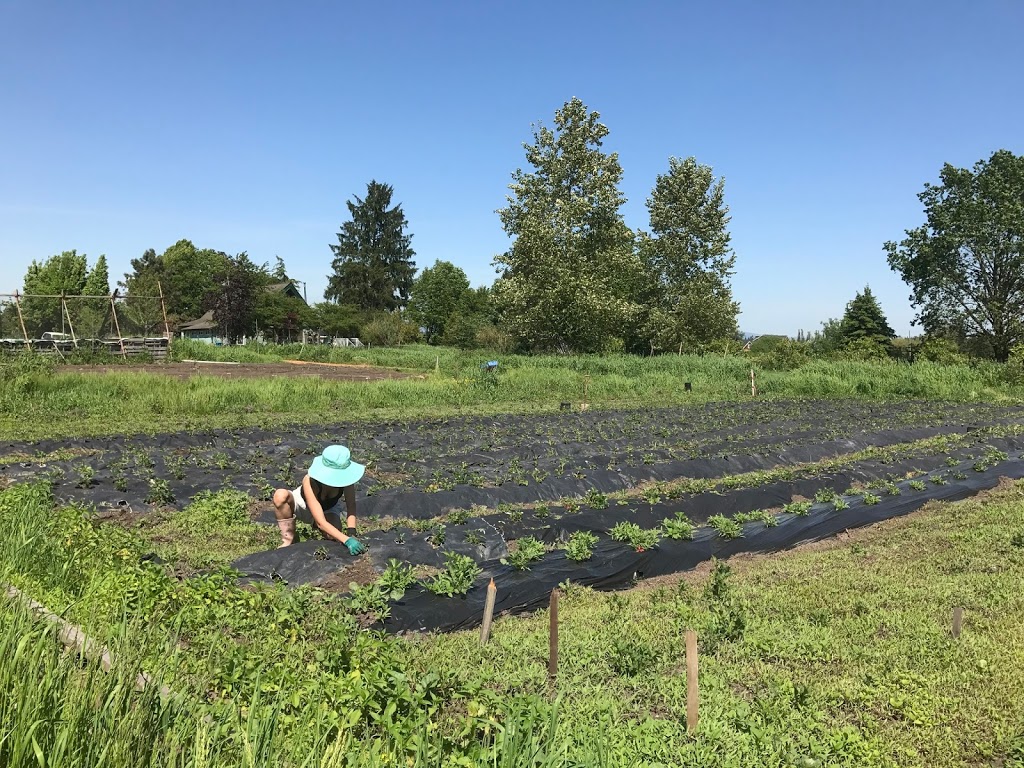Japonica Environment Farm Ltd | 17990 83 Ave, Surrey, BC V5N 6A8, Canada | Phone: (604) 250-0008
