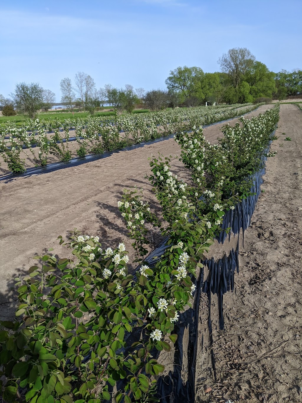 Berries by the Bay | 8834 Hwy 33, Greater Napanee, ON K7R 3K7, Canada | Phone: (289) 775-1211