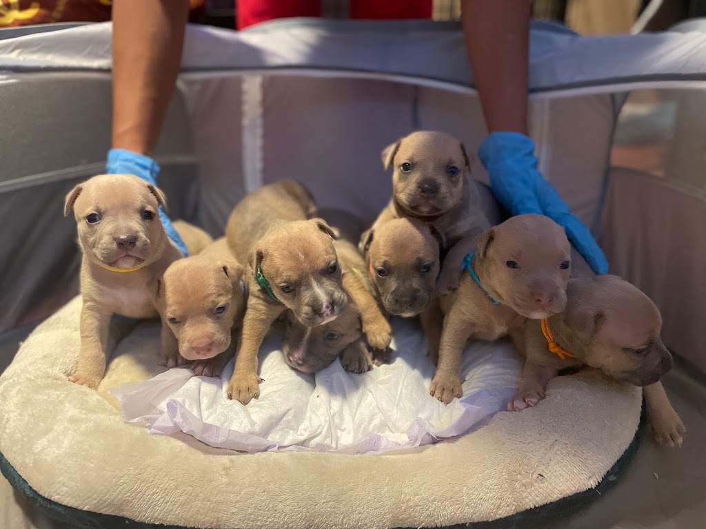 Alpha Centauri Kennels | Old Weston Rd, Toronto, ON M6N 3B3, Canada | Phone: (647) 989-4354