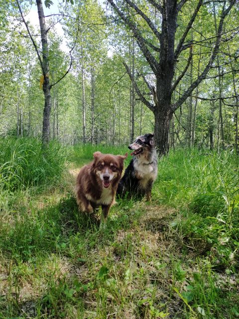 Chettske Homestead | 454046 Range Rd 75, Alder Flats, AB T0C 0A0, Canada | Phone: (780) 983-4812