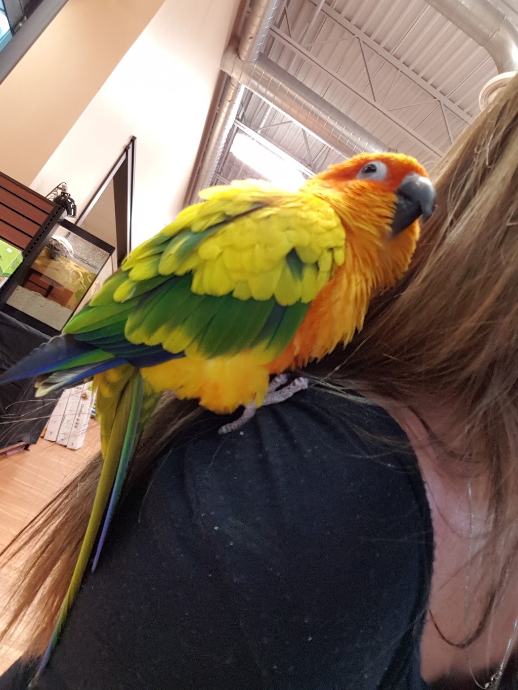 Pet Valu | 473 Norwich Ave, Woodstock, ON N4S 9A2, Canada | Phone: (519) 602-6030